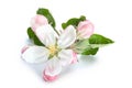 Apple flower with leaf Royalty Free Stock Photo