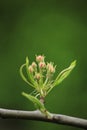 Apple flower