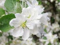 Apple flower - Spring Stock Photo