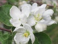 Apple flower - Spring Stock Photo