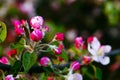 Apple flowers