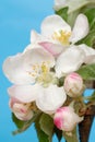 Apple Flowers