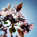 Apple flowers backlight by the sun. Aged photo. Royalty Free Stock Photo