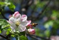 Apple flowers with bee Royalty Free Stock Photo