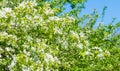 Apple Flowers, Apple blossom. in the sunshine over natural green background.  tree white blossoms in Spring Royalty Free Stock Photo