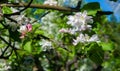 Apple Flowers,  Apple blossom. in the sunshine over natural green background.  tree white blossoms in Spring Royalty Free Stock Photo
