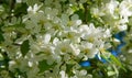 Apple Flowers,   Apple blossom. in the sunshine over natural green background.  tree white blossoms in Spring Royalty Free Stock Photo