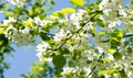 Apple Flowers,   Apple blossom. in the sunshine over natural green background.  tree white blossoms in Spring Royalty Free Stock Photo
