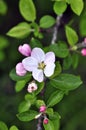 Apple flowers blossons Royalty Free Stock Photo