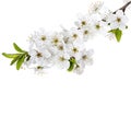 Apple flowers branch isolated on a white