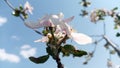 Apple flowers. Branches of an  apple-tree on a background of sky and clouds. Photo without retouching Royalty Free Stock Photo