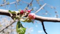 Apple flowers. Branches of an apple-tree on a background of sky and clouds. Photo without retouching. Life goes on! Royalty Free Stock Photo
