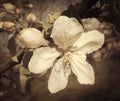 Apple flowers and buds.