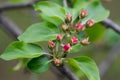 Apple flowers buds on twig closeup selective focus Royalty Free Stock Photo