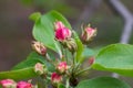 Apple flowers buds on twig closeup selective focus Royalty Free Stock Photo