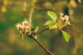 Apple Flowers Buds on a Twig, Selective Focus, Blurred Background Royalty Free Stock Photo