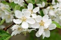 Apple flowers closeup