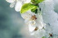 Apple flowers covered with snow