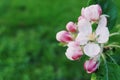 Apple flowers Royalty Free Stock Photo