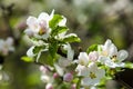 apple flowers, The flowers of fruit trees Royalty Free Stock Photo