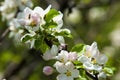 apple flowers, The flowers of fruit trees Royalty Free Stock Photo