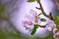 Apple flowers growing on a tree against a blurry nature background in summer. Closeup scenic view of beautiful white