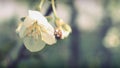 Apple flowers and ladybug