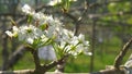 Apple flowers nature