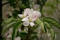 Apple flowers Royalty Free Stock Photo