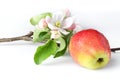 Apple flowers and ripe red apples Royalty Free Stock Photo