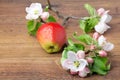 Apple flowers and ripe red apples Royalty Free Stock Photo