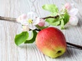 Apple flowers and ripe red apples Royalty Free Stock Photo