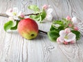 Apple flowers and ripe red apples Royalty Free Stock Photo