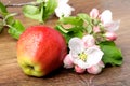 Apple flowers and ripe red apples Royalty Free Stock Photo