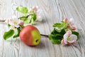 Apple flowers and ripe red apples Royalty Free Stock Photo