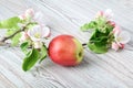 Apple flowers and ripe red apples Royalty Free Stock Photo