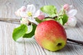 Apple flowers and ripe red apples Royalty Free Stock Photo