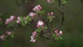 Apple flowers. spring. morning. cloudiness