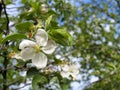 Apple flowers in summer in the morning Royalty Free Stock Photo