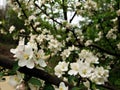 Apple flowers into the tree on cloudy day of spring season Royalty Free Stock Photo