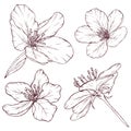 Apple flowers vintage style sketch