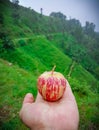 Apple food small nature wildlife adventure