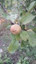 Apple fruit on branches apple tree in orchard organiv