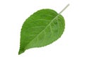 Apple fruit closeup leaf Royalty Free Stock Photo