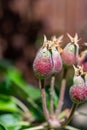 Apple fruit development stage, mini apple growing on tree in spring