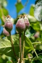 Apple fruit development stage, mini apple growing on tree in spring