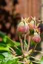 Apple fruit development stage, mini apple growing on tree in spring