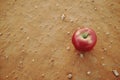 An apple fruit on a dry arid desert soil. Global water crisis, hunger, food security and drought concept. Royalty Free Stock Photo