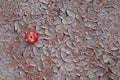 An apple fruit on a dry and cracked desert soil. Food insecurity, drought and climate change concept