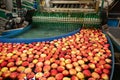 Fruit processing factory. Apple cleaning process on a water conveyor belt. Fruit washing and sorting Royalty Free Stock Photo